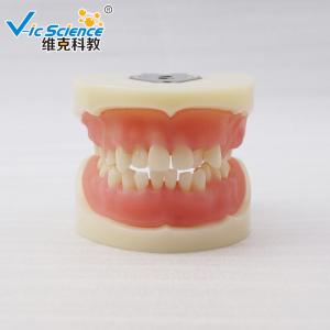 China VIC-E15 Teeth Study Model Artificial Physician Certified Tooth Extraction Model wholesale