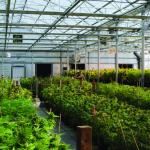 Advanced Automated Light Deprivation Greenhouse Auto Blackout ISO9001