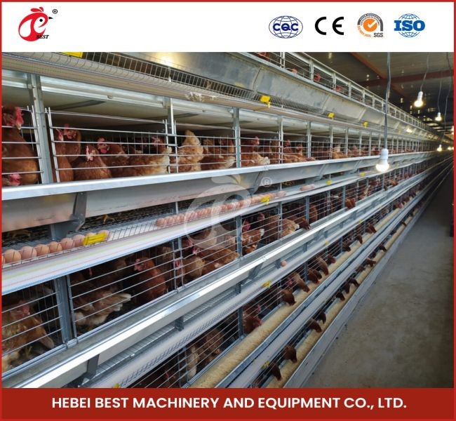 H Type Layer And Broiler Automatic Battery Chicken Cage Equipment House Design Ada