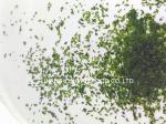 Fine Texture Dried Aonori Seaweed Powder With Rich Vitamins And Minerals