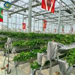 Heavy Duty Commercial Greenhouse Luxury Film Venlo Type For Stawberry