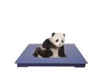 Stainless Steel Plate Heavy Duty Floor Scales Industrial Weighing Scales