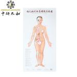 Body Meridian Acupuncture Culture Modern Acupuncture And Embedding Point
