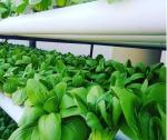 Soilless Culture Film Greenhouse Design for Vegetables and Temporary Heating